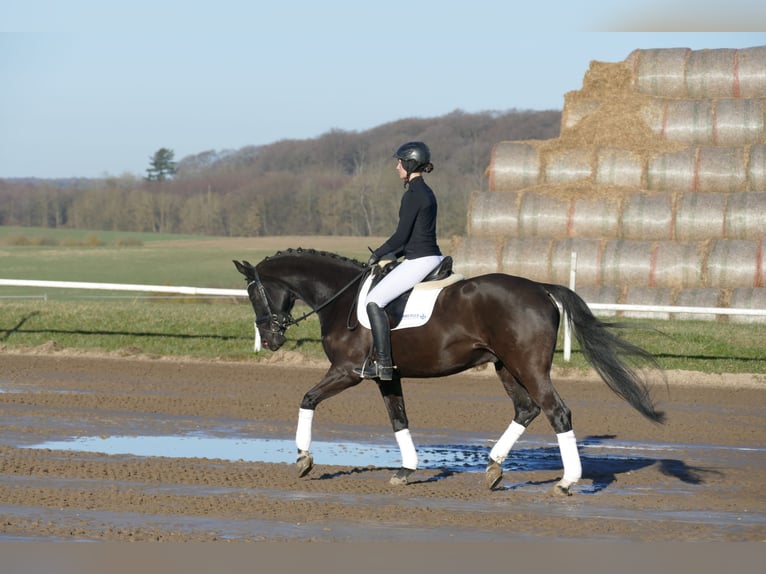 Hannoveriano Caballo castrado 10 años 162 cm Negro in Ganschow