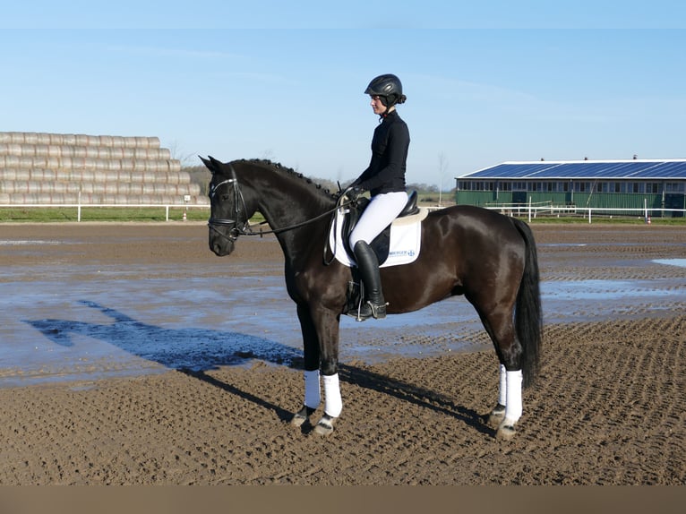 Hannoveriano Caballo castrado 10 años 162 cm Negro in Ganschow