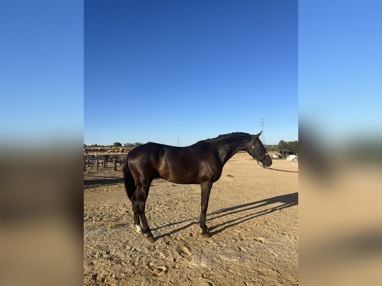 Hannoveriano Caballo castrado 10 años 164 cm Negro in Almonte