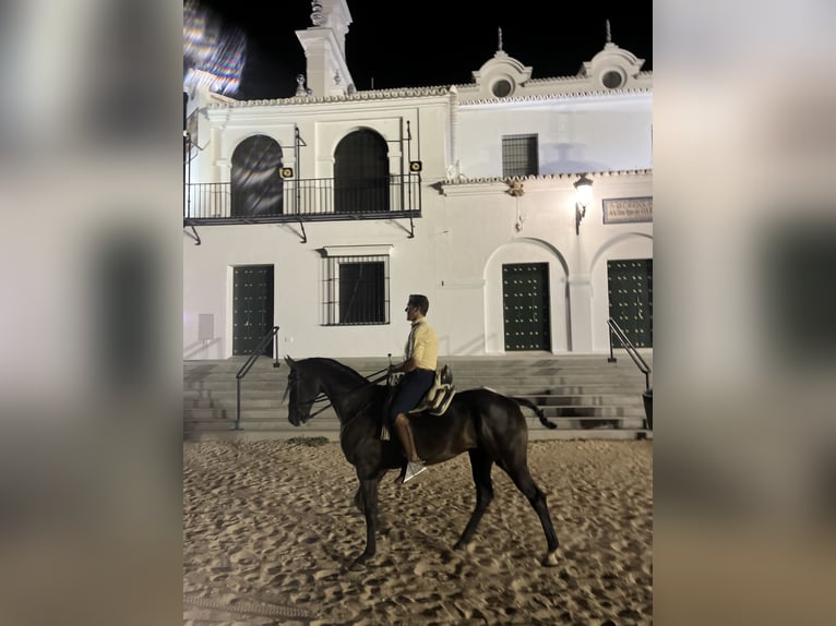 Hannoveriano Caballo castrado 10 años 164 cm Negro in Almonte