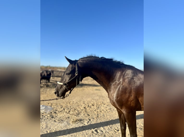 Hannoveriano Caballo castrado 10 años 164 cm Negro in Almonte