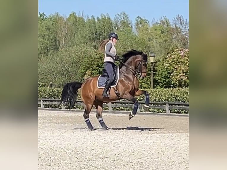 Hannoveriano Caballo castrado 10 años 165 cm Castaño rojizo in Schijndel