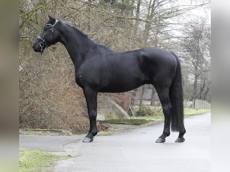 Hannoveriano Caballo castrado 10 años 165 cm Negro in Verl