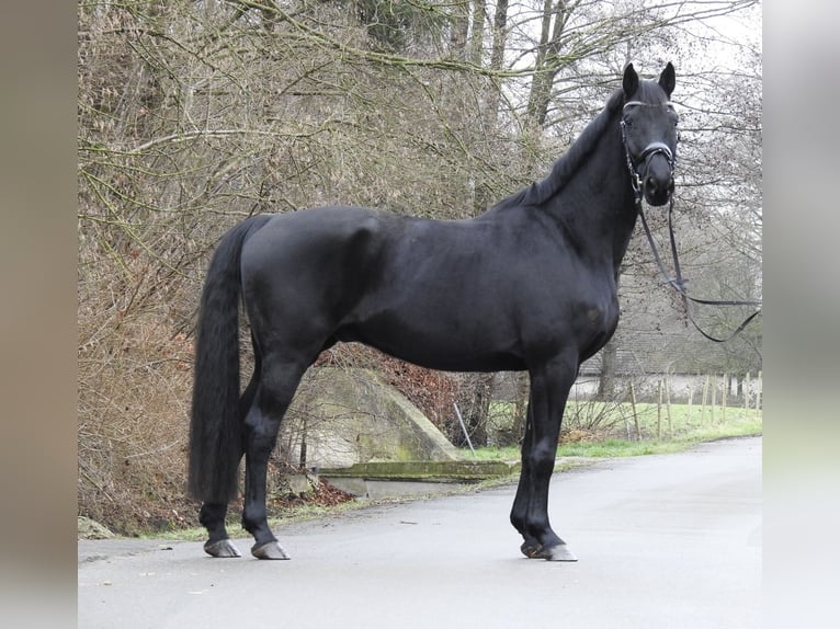 Hannoveriano Caballo castrado 10 años 165 cm Negro in Verl