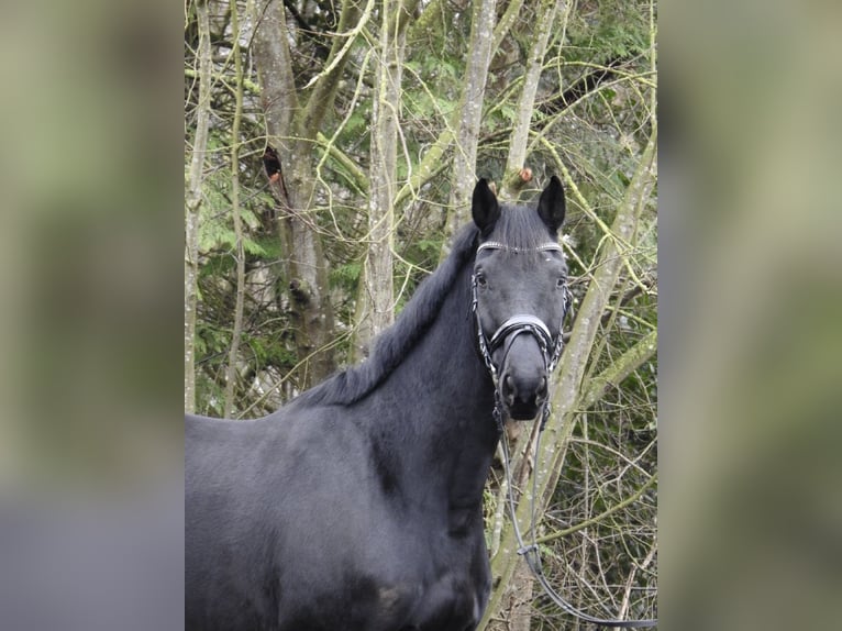 Hannoveriano Caballo castrado 10 años 165 cm Negro in Verl