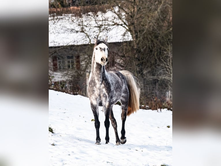 Hannoveriano Caballo castrado 10 años 165 cm Tordo in Gontenschwil