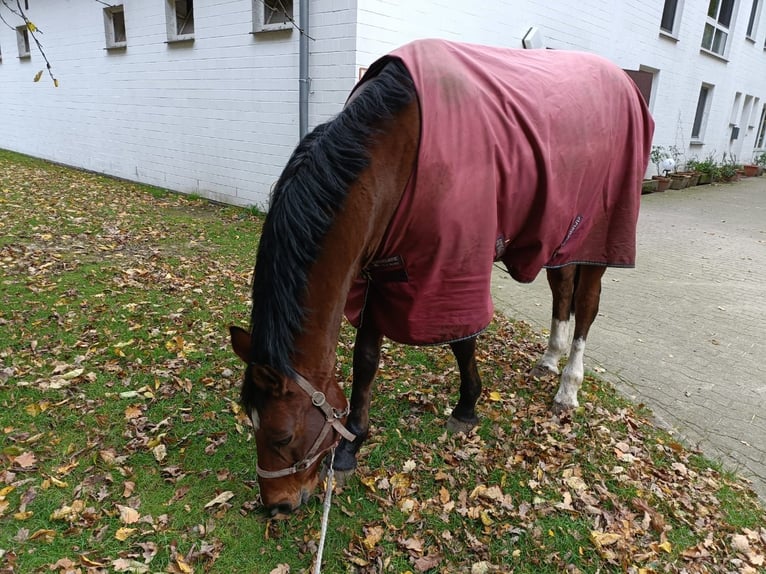 Hannoveriano Caballo castrado 10 años 166 cm Castaño in Barenburg