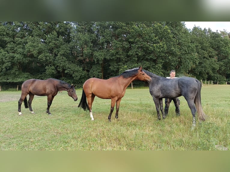 Hannoveriano Caballo castrado 10 años 166 cm Castaño in Barenburg