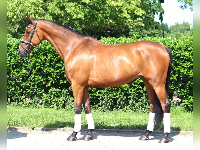 Hannoveriano Caballo castrado 10 años 166 cm Castaño in Selsingen
