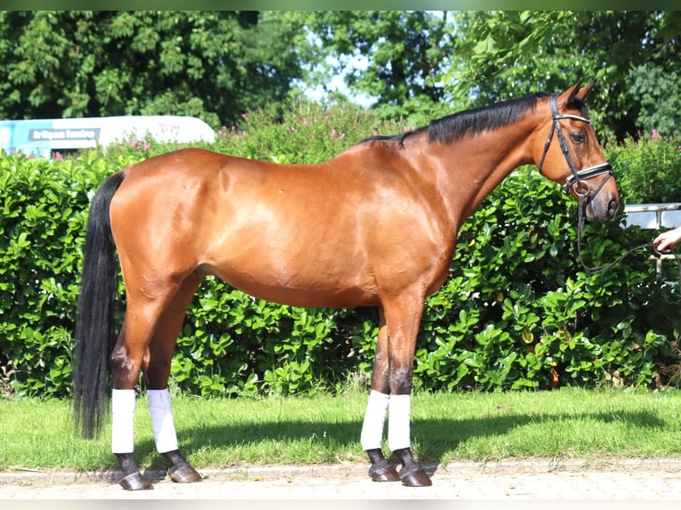Hannoveriano Caballo castrado 10 años 166 cm Castaño in Selsingen