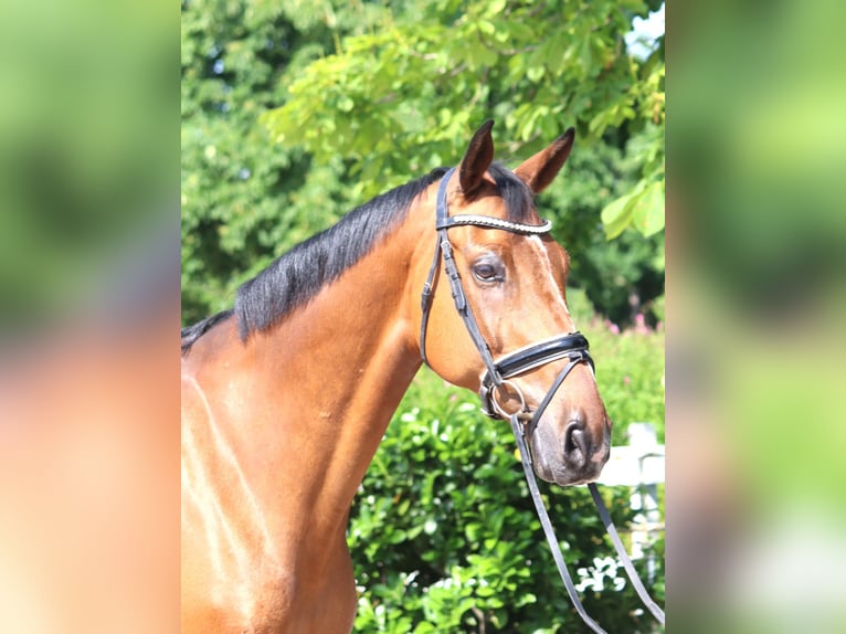 Hannoveriano Caballo castrado 10 años 166 cm Castaño in Selsingen