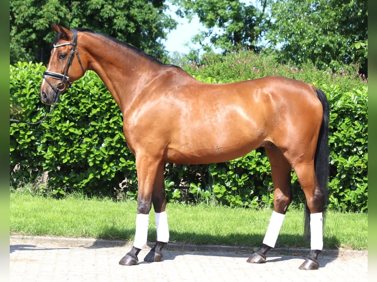 Hannoveriano Caballo castrado 10 años 166 cm Castaño in Selsingen