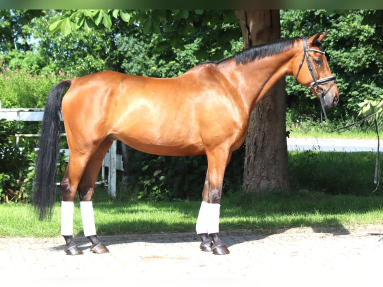 Hannoveriano Caballo castrado 10 años 166 cm Castaño in Selsingen