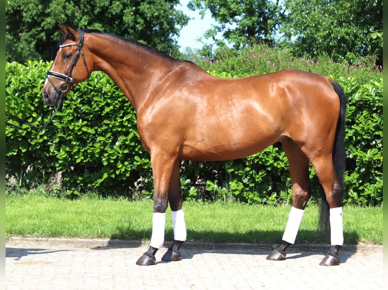 Hannoveriano Caballo castrado 10 años 166 cm Castaño in Selsingen