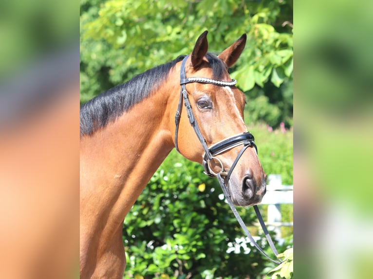 Hannoveriano Caballo castrado 10 años 166 cm Castaño in Selsingen