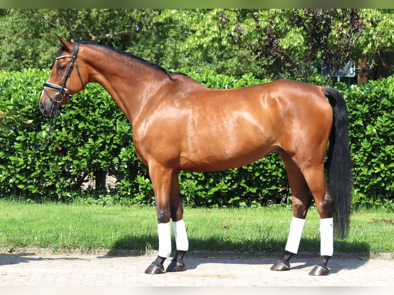 Hannoveriano Caballo castrado 10 años 166 cm Castaño in Selsingen