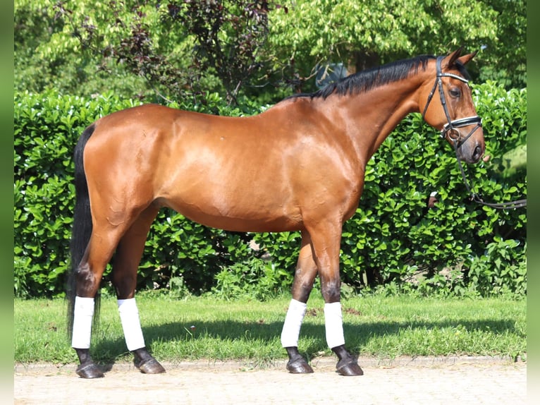 Hannoveriano Caballo castrado 10 años 166 cm Castaño in Selsingen