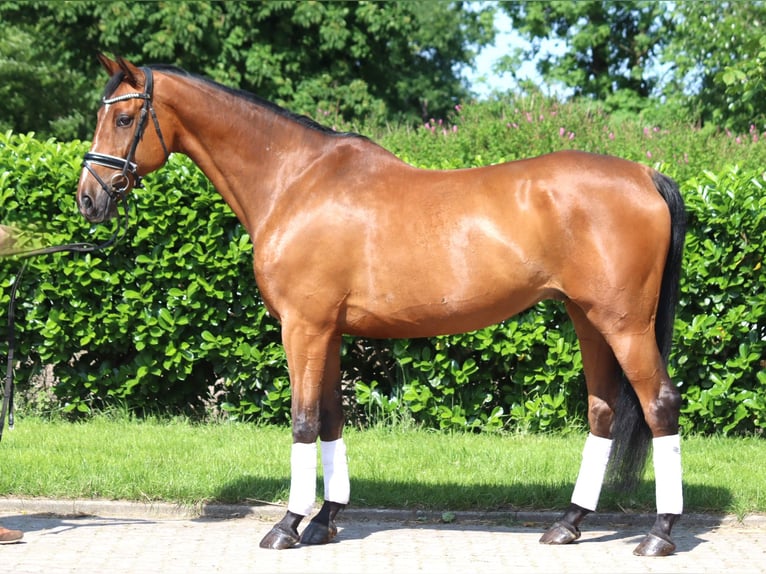 Hannoveriano Caballo castrado 10 años 166 cm Castaño in Selsingen
