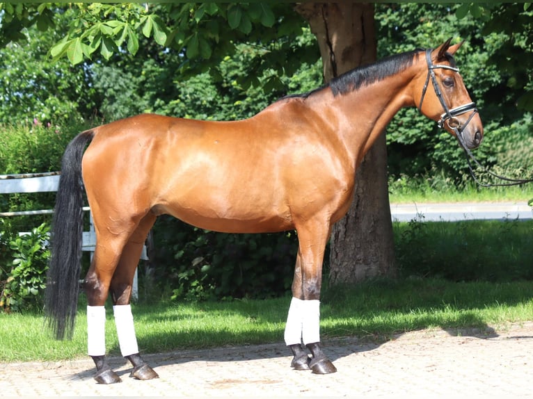 Hannoveriano Caballo castrado 10 años 166 cm Castaño in Selsingen