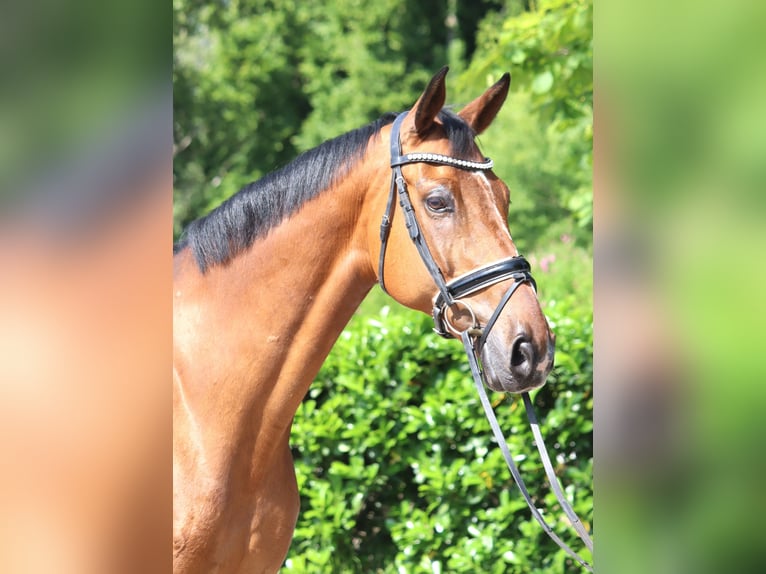 Hannoveriano Caballo castrado 10 años 166 cm Castaño in Selsingen