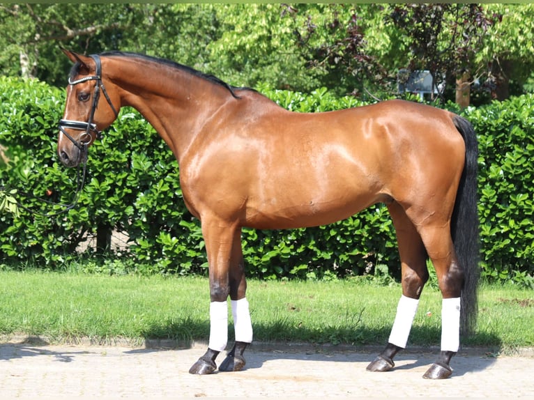 Hannoveriano Caballo castrado 10 años 166 cm Castaño in Selsingen