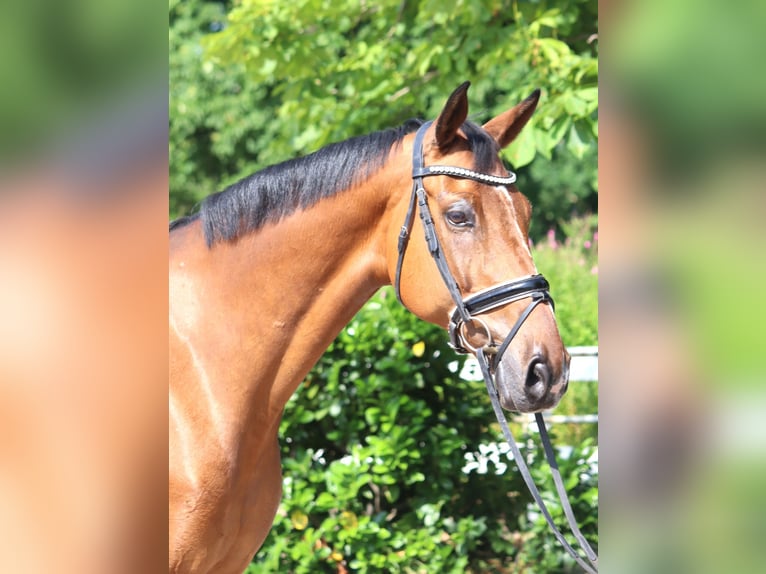 Hannoveriano Caballo castrado 10 años 166 cm Castaño in Selsingen