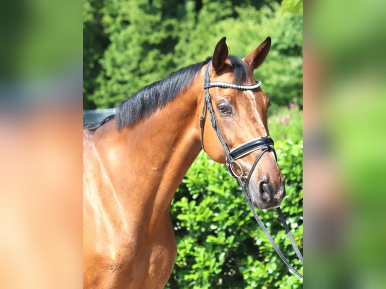 Hannoveriano Caballo castrado 10 años 166 cm Castaño in Selsingen