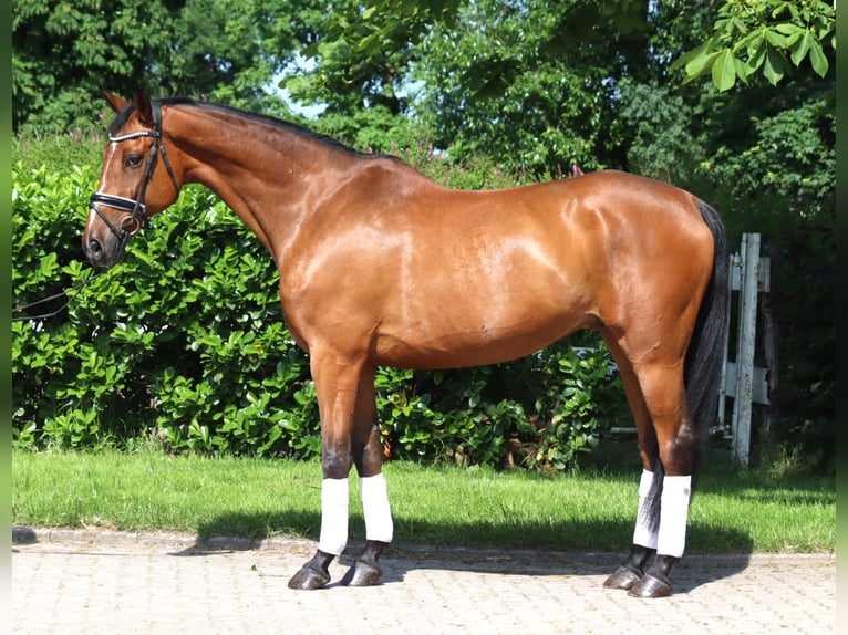 Hannoveriano Caballo castrado 10 años 166 cm Castaño in Selsingen