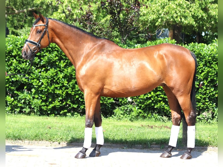 Hannoveriano Caballo castrado 10 años 166 cm Castaño in Selsingen
