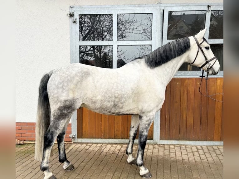 Hannoveriano Caballo castrado 10 años 166 cm Tordo in Dingelst&#xE4;dt