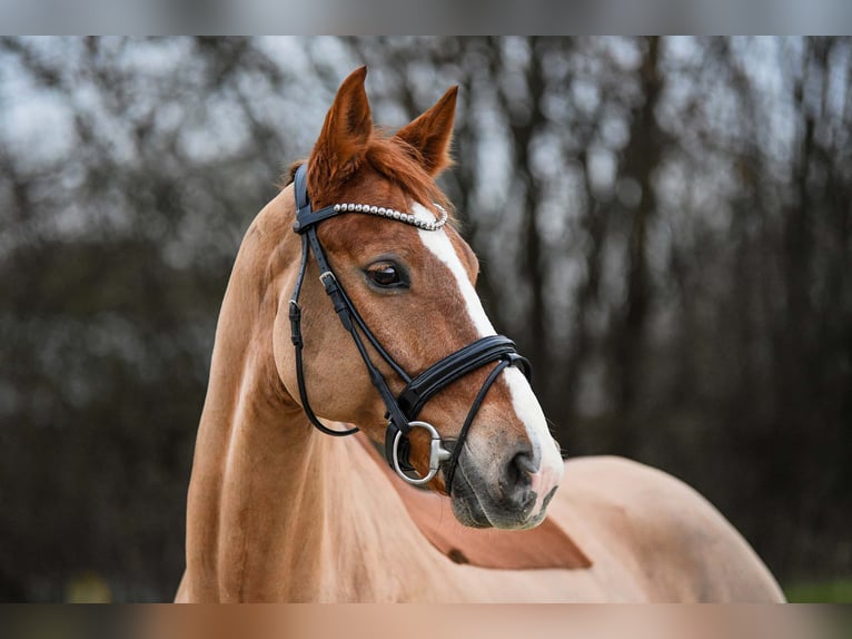 Hannoveriano Caballo castrado 10 años 167 cm Alazán in Riedstadt