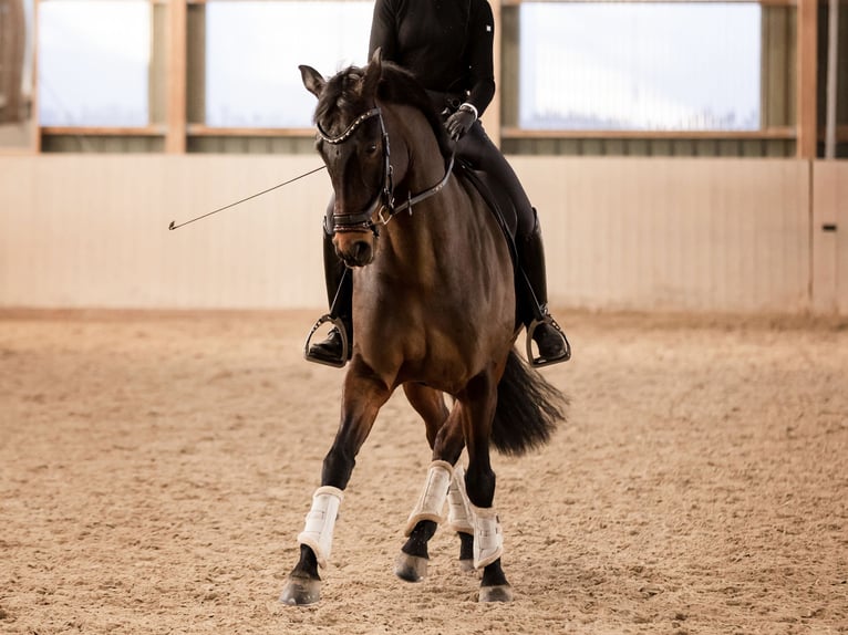 Hannoveriano Caballo castrado 10 años 167 cm Castaño in Großlangheim