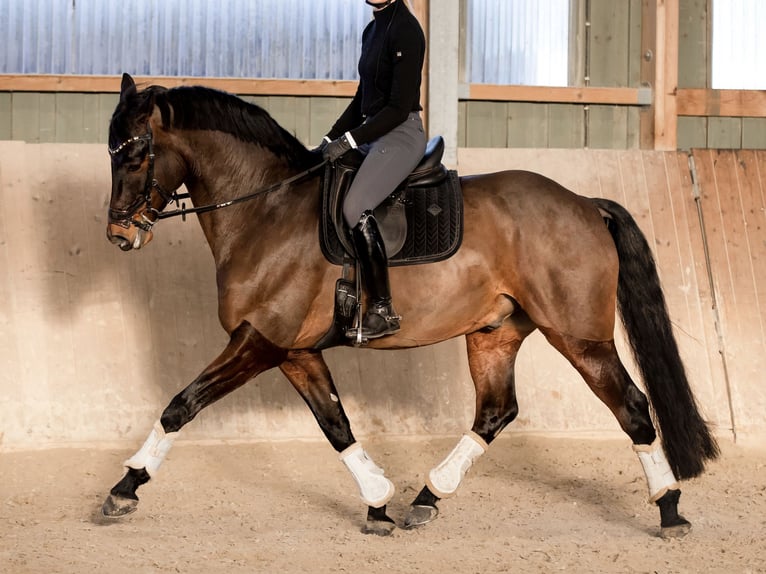 Hannoveriano Caballo castrado 10 años 167 cm Castaño in Großlangheim