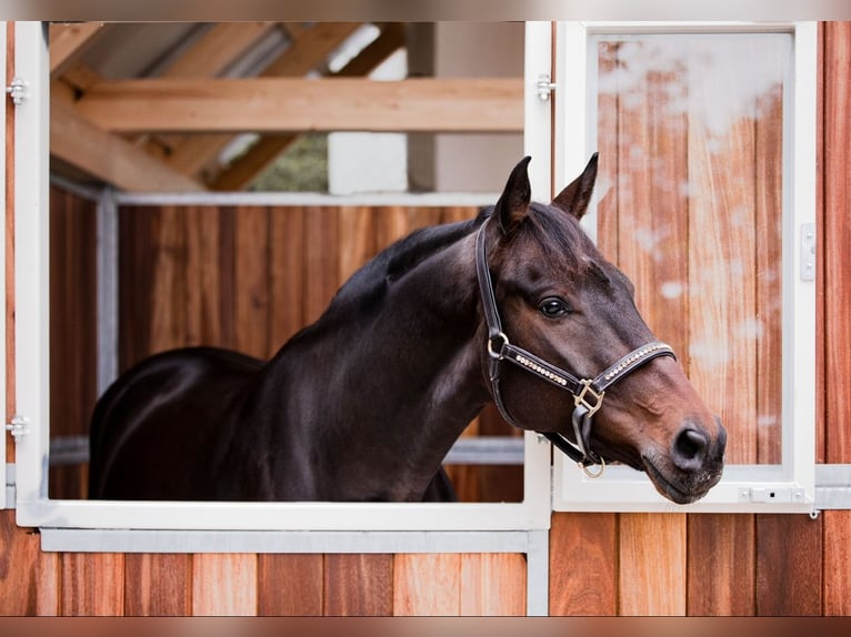 Hannoveriano Caballo castrado 10 años 167 cm Castaño in Großlangheim