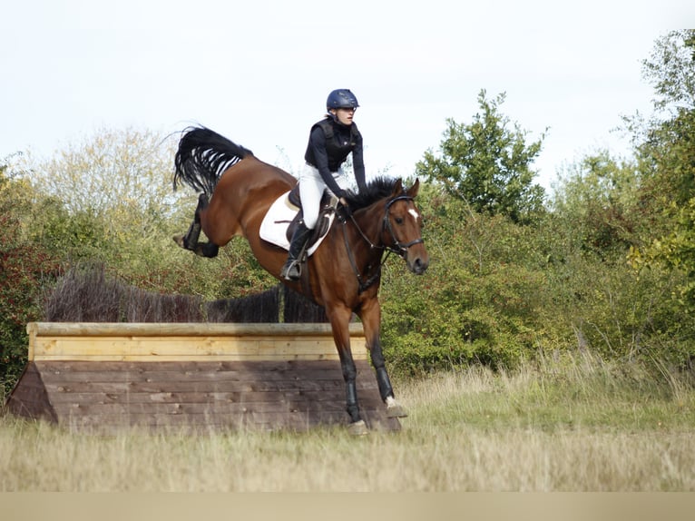 Hannoveriano Caballo castrado 10 años 167 cm Castaño in Krumstedt