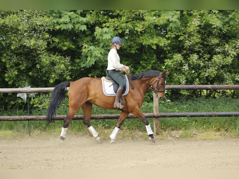 Hannoveriano Caballo castrado 10 años 167 cm Castaño in Krumstedt