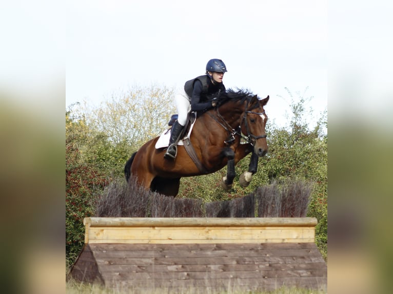 Hannoveriano Caballo castrado 10 años 167 cm Castaño in Krumstedt