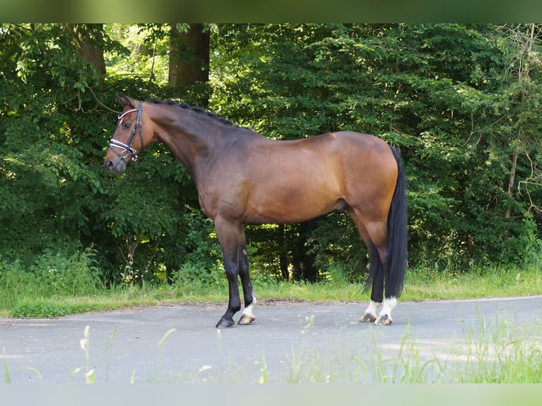 Hannoveriano Caballo castrado 10 años 167 cm Castaño oscuro in Gleichen