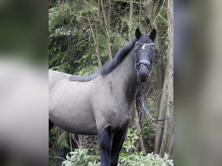 Hannoveriano Caballo castrado 10 años 167 cm Negro in Verl