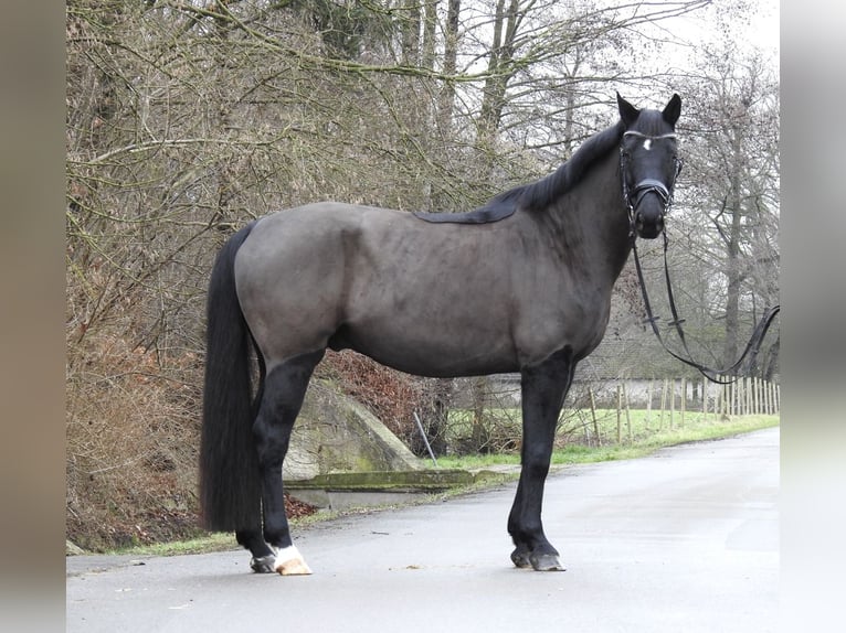 Hannoveriano Caballo castrado 10 años 167 cm Negro in Verl