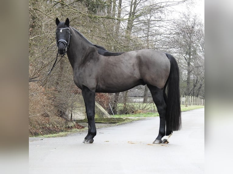 Hannoveriano Caballo castrado 10 años 167 cm Negro in Verl