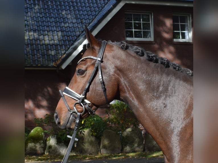 Hannoveriano Caballo castrado 10 años 168 cm Castaño in Fredenbeck