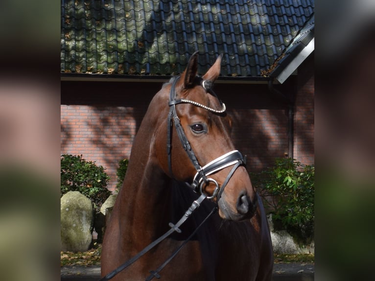 Hannoveriano Caballo castrado 10 años 168 cm Castaño in Fredenbeck