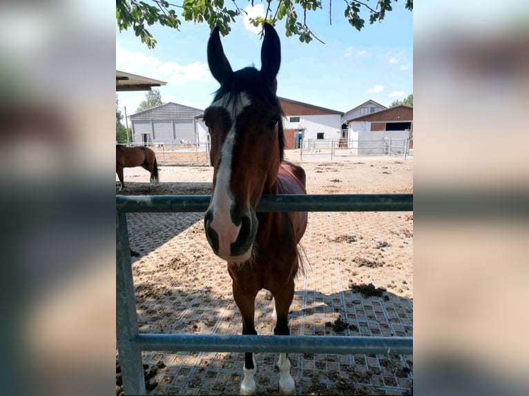 Hannoveriano Caballo castrado 10 años 168 cm Castaño in Mupperg