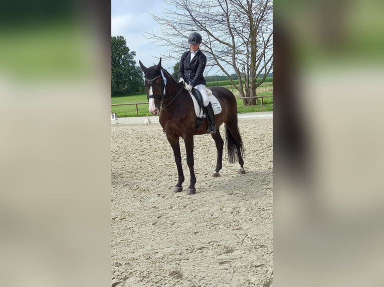 Hannoveriano Caballo castrado 10 años 168 cm Castaño in Landesbergen