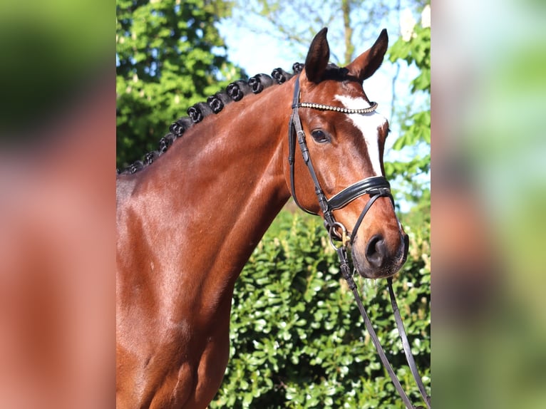 Hannoveriano Caballo castrado 10 años 168 cm Castaño in Selsingen