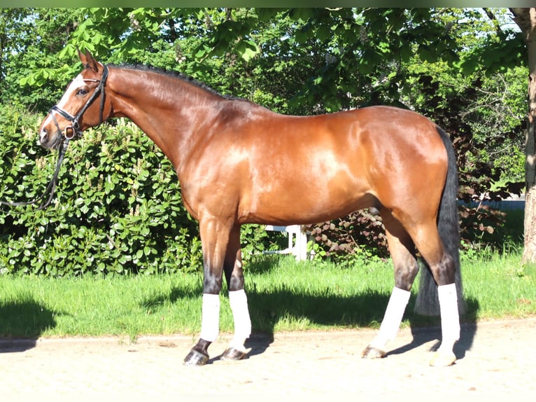 Hannoveriano Caballo castrado 10 años 168 cm Castaño in Selsingen