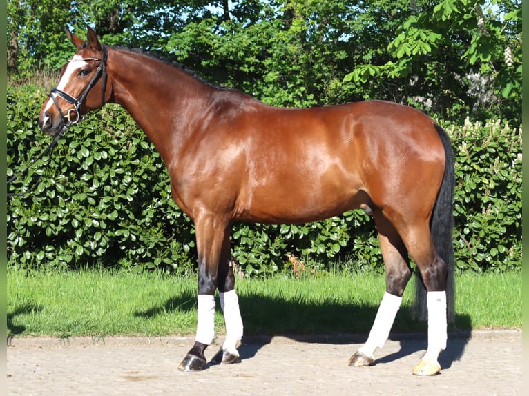 Hannoveriano Caballo castrado 10 años 168 cm Castaño in Selsingen