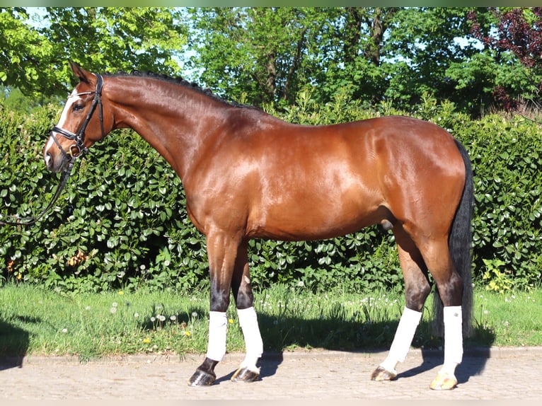 Hannoveriano Caballo castrado 10 años 168 cm Castaño in Selsingen