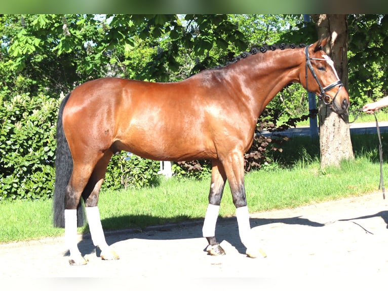 Hannoveriano Caballo castrado 10 años 168 cm Castaño in Selsingen